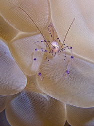 Bubble Coral Shrimp, East Timor. by Doug Anderson 